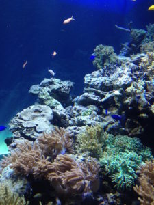 サンゴが美しい「大海の旅」